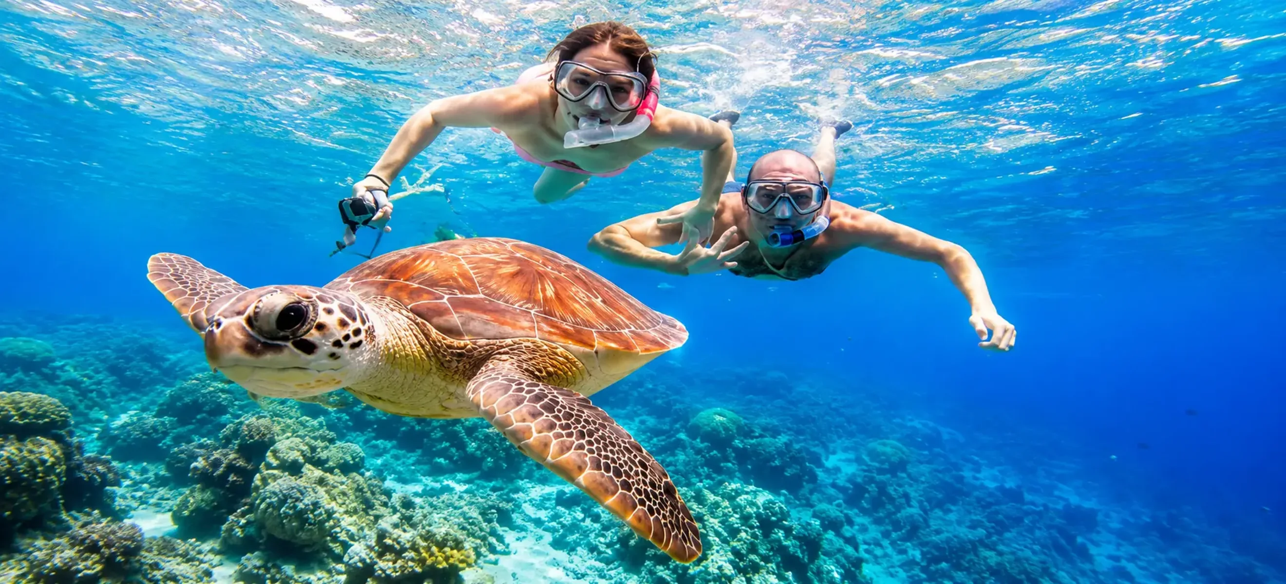 Sea turtle swimming in clear Caribbean water during an Isla Mujeres snorkeling excursion from Cancun